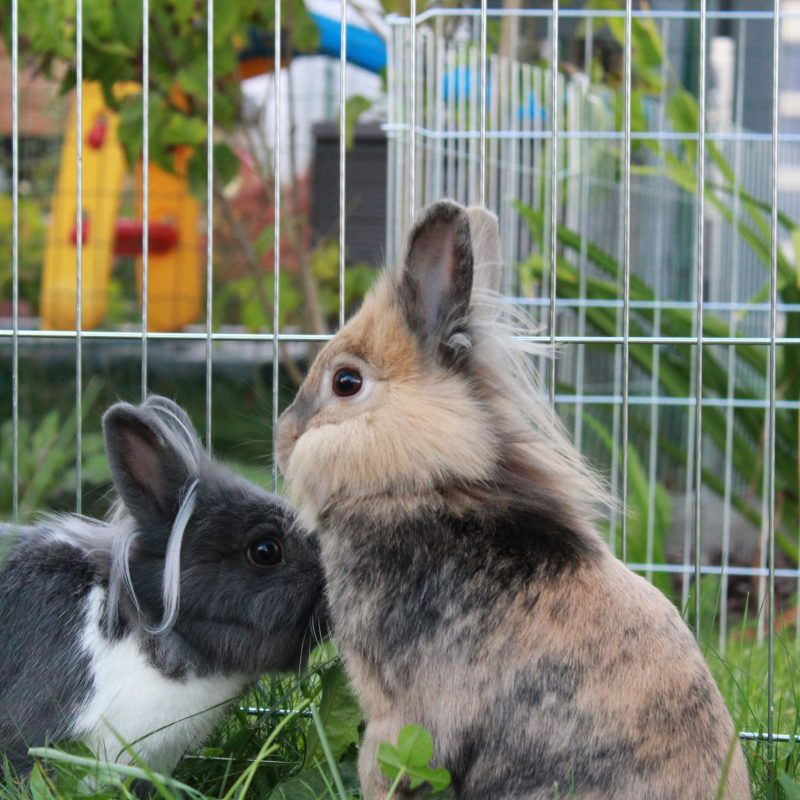 Unsere Kaninchen Emmy und Nelly